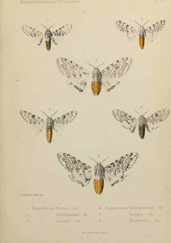 Reproducción/Reproduction 9607809768: Études d'entomologie :. Rennes :Imprimerie Oberthür,[1876]-1902.
