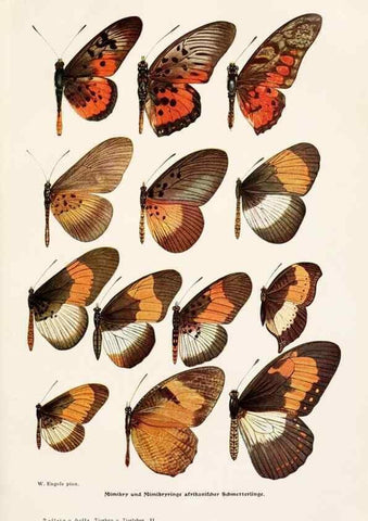 Reproducción/Reproduction 9680199118: Tierbau und tierleben in ihrem zusammenhang betrachtet. Leipzig, und BerlinB. G. Teubner,1910-14.