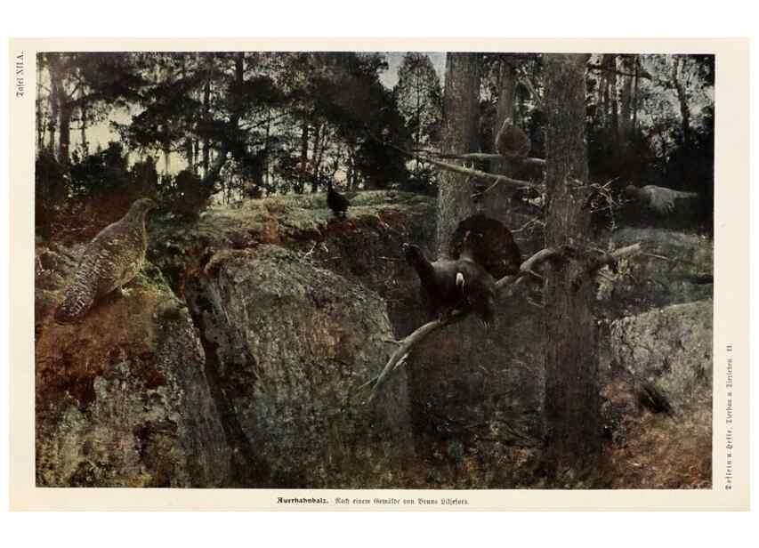 Reproducción/Reproduction 9676967601: Tierbau und tierleben in ihrem zusammenhang betrachtet. Leipzig, und BerlinB. G. Teubner,1910-14.
