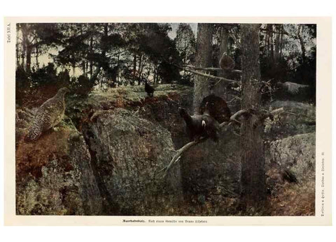 Reproducción/Reproduction 9676967601: Tierbau und tierleben in ihrem zusammenhang betrachtet. Leipzig, und BerlinB. G. Teubner,1910-14.