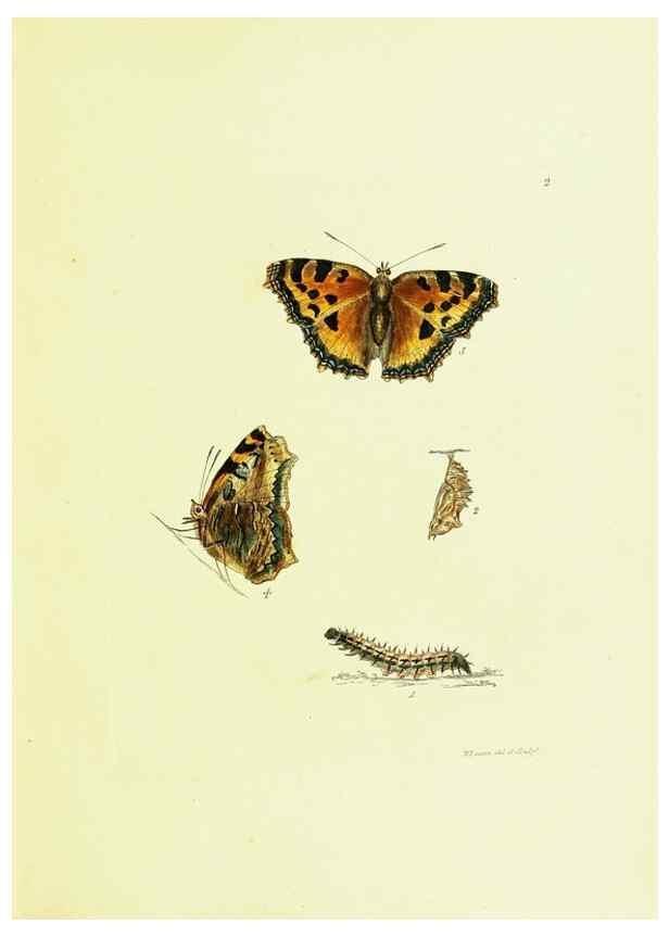 Reproducción/Reproduction 9685828909: The papilios of Great Britain,. London,Printed for J. Johnson,1795.