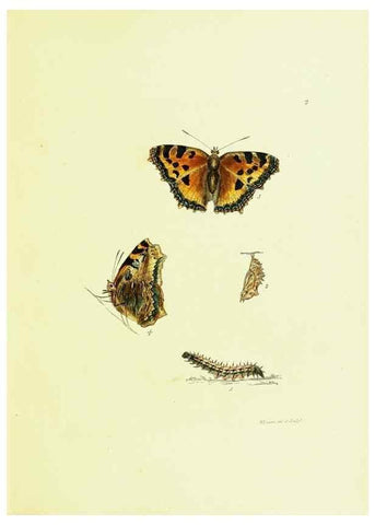 Reproducción/Reproduction 9685828909: The papilios of Great Britain,. London,Printed for J. Johnson,1795.