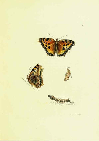 Reproducción/Reproduction 9685828909: The papilios of Great Britain,. London,Printed for J. Johnson,1795.