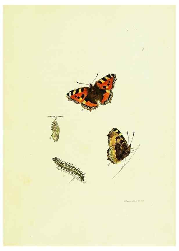 Reproducción/Reproduction 9689068158: The papilios of Great Britain,. London,Printed for J. Johnson,1795.