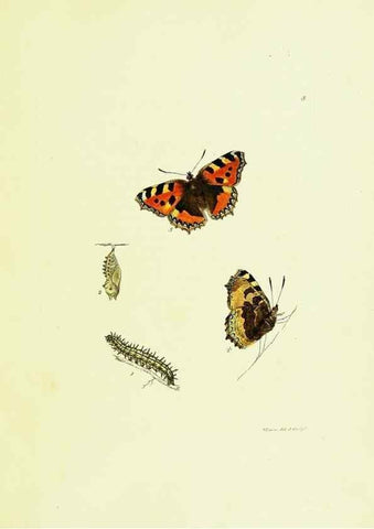 Reproducción/Reproduction 9689068158: The papilios of Great Britain,. London,Printed for J. Johnson,1795.
