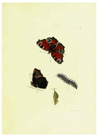 Reproducción/Reproduction 9685831685: The papilios of Great Britain,. London,Printed for J. Johnson,1795.