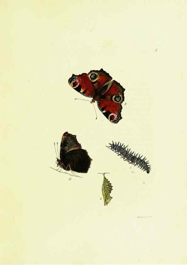 Reproducción/Reproduction 9685831685: The papilios of Great Britain,. London,Printed for J. Johnson,1795.