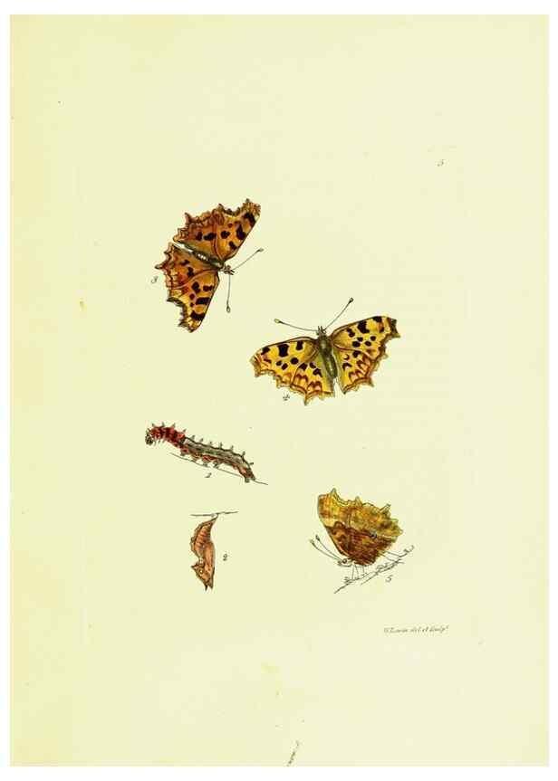 Reproducción/Reproduction 9685832735: The papilios of Great Britain,. London,Printed for J. Johnson,1795.