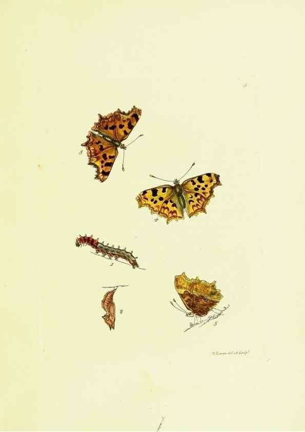 Reproducción/Reproduction 9685832735: The papilios of Great Britain,. London,Printed for J. Johnson,1795.