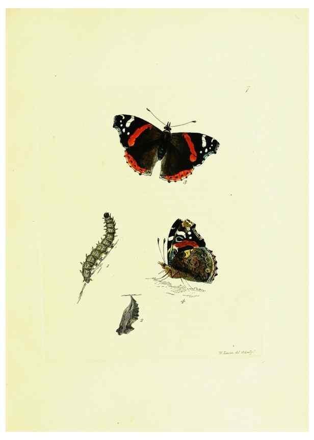 Reproducción/Reproduction 9689071854: The papilios of Great Britain,. London,Printed for J. Johnson,1795.