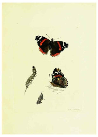 Reproducción/Reproduction 9689071854: The papilios of Great Britain,. London,Printed for J. Johnson,1795.