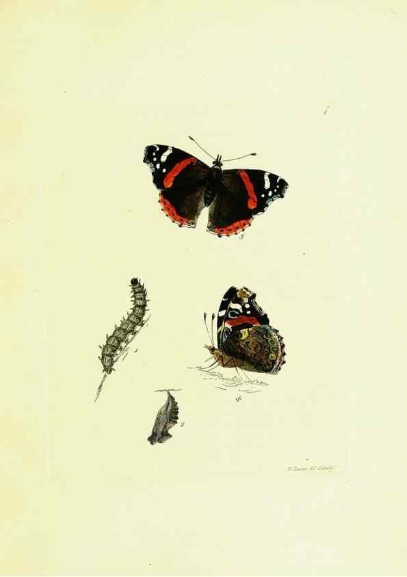 Reproducción/Reproduction 9689071854: The papilios of Great Britain,. London,Printed for J. Johnson,1795.