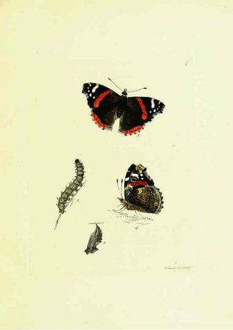 Reproducción/Reproduction 9689071854: The papilios of Great Britain,. London,Printed for J. Johnson,1795.