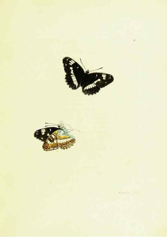 Reproducción/Reproduction 9685834823: The papilios of Great Britain,. London,Printed for J. Johnson,1795.
