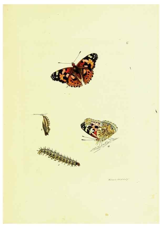 Reproducción/Reproduction 9685835919: The papilios of Great Britain,. London,Printed for J. Johnson,1795.