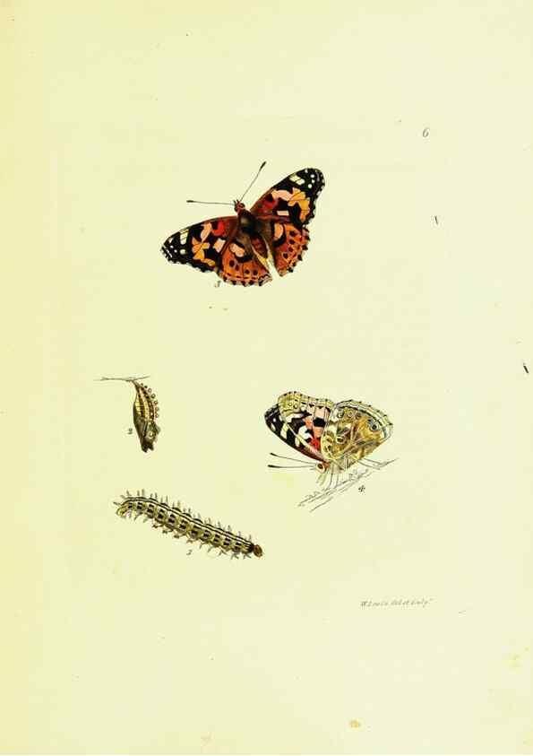 Reproducción/Reproduction 9685835919: The papilios of Great Britain,. London,Printed for J. Johnson,1795.
