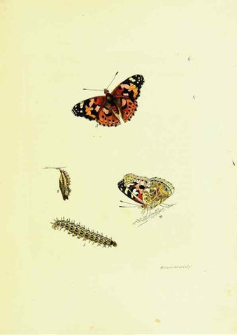 Reproducción/Reproduction 9685835919: The papilios of Great Britain,. London,Printed for J. Johnson,1795.