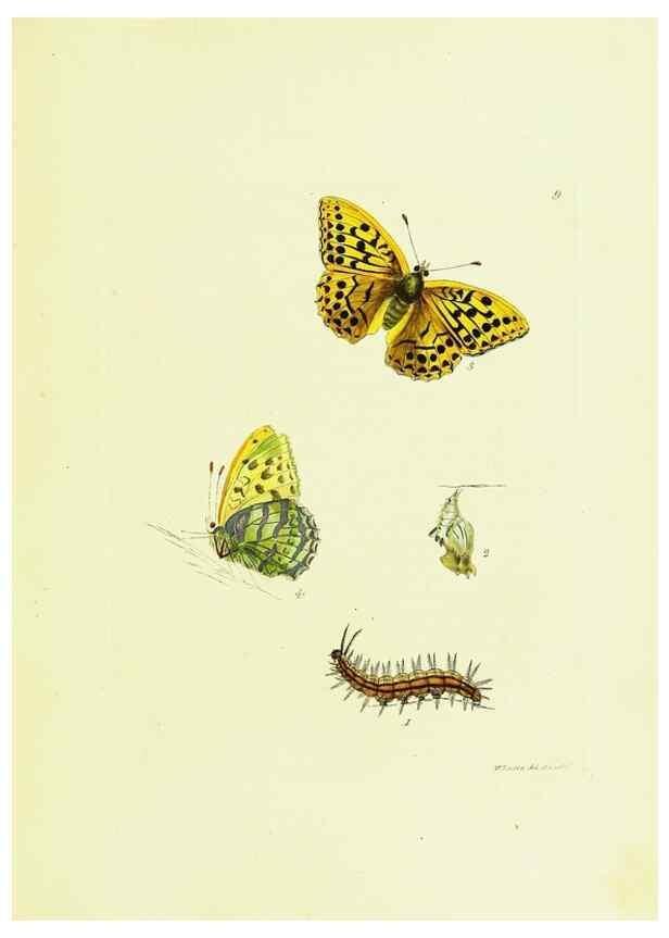 Reproducción/Reproduction 9685837105: The papilios of Great Britain,. London,Printed for J. Johnson,1795.