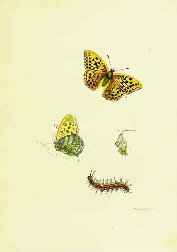 Reproducción/Reproduction 9685837105: The papilios of Great Britain,. London,Printed for J. Johnson,1795.