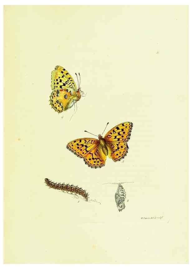 Reproducción/Reproduction 9689076214: The papilios of Great Britain,. London,Printed for J. Johnson,1795.