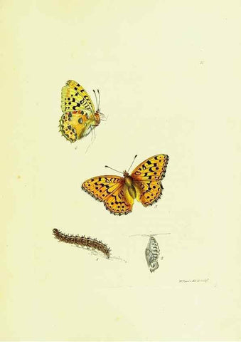Reproducción/Reproduction 9689076214: The papilios of Great Britain,. London,Printed for J. Johnson,1795.