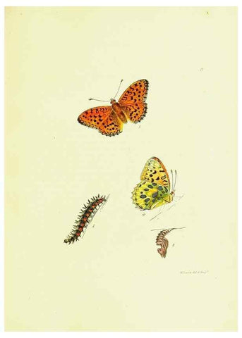 Reproducción/Reproduction 9685839349: The papilios of Great Britain,. London,Printed for J. Johnson,1795.
