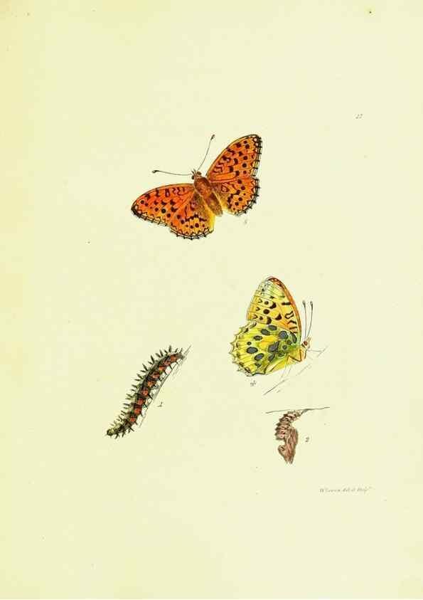 Reproducción/Reproduction 9685839349: The papilios of Great Britain,. London,Printed for J. Johnson,1795.