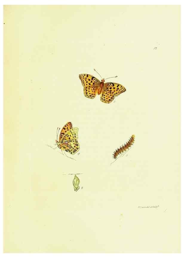Reproducción/Reproduction 9689078428: The papilios of Great Britain,. London,Printed for J. Johnson,1795.