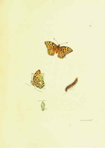 Reproducción/Reproduction 9689078428: The papilios of Great Britain,. London,Printed for J. Johnson,1795.