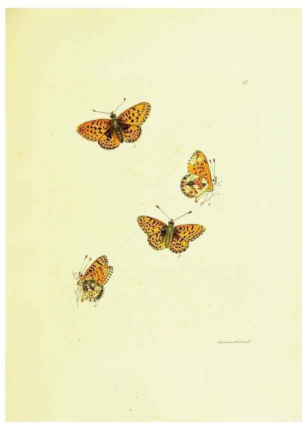 Reproducción/Reproduction 9689079482: The papilios of Great Britain,. London,Printed for J. Johnson,1795.