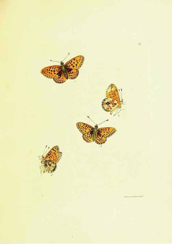 Reproducción/Reproduction 9689079482: The papilios of Great Britain,. London,Printed for J. Johnson,1795.