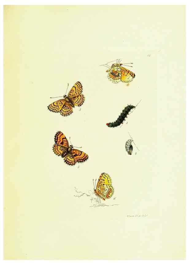 Reproducción/Reproduction 9689080814: The papilios of Great Britain,. London,Printed for J. Johnson,1795.