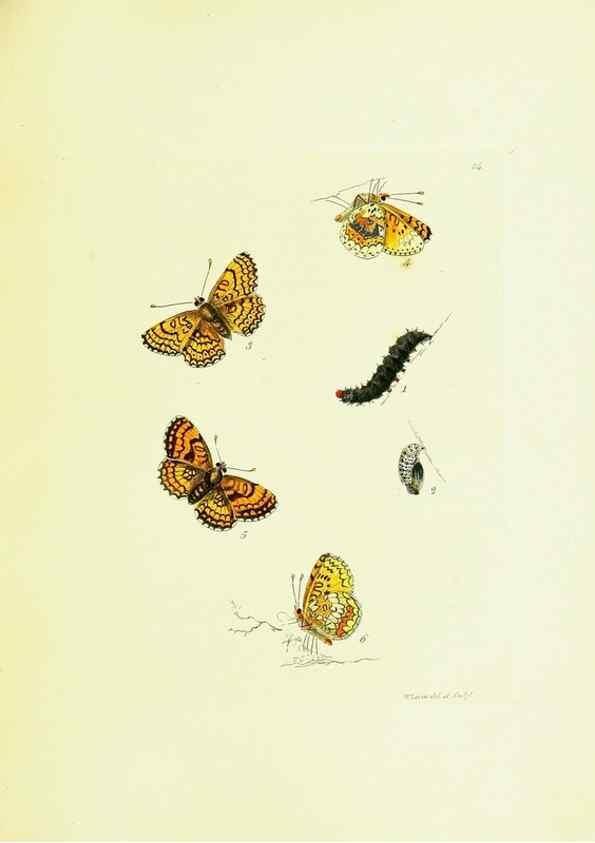 Reproducción/Reproduction 9689080814: The papilios of Great Britain,. London,Printed for J. Johnson,1795.