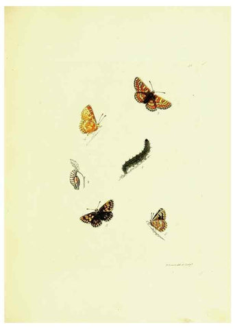 Reproducción/Reproduction 9685843993: The papilios of Great Britain,. London,Printed for J. Johnson,1795.