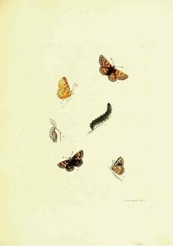 Reproducción/Reproduction 9685843993: The papilios of Great Britain,. London,Printed for J. Johnson,1795.
