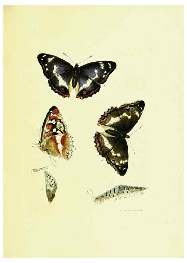 Reproducción/Reproduction 9685845333: The papilios of Great Britain,. London,Printed for J. Johnson,1795.