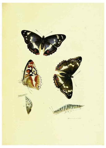 Reproducción/Reproduction 9685845333: The papilios of Great Britain,. London,Printed for J. Johnson,1795.