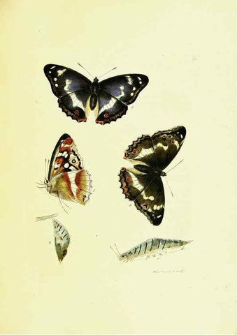 Reproducción/Reproduction 9685845333: The papilios of Great Britain,. London,Printed for J. Johnson,1795.