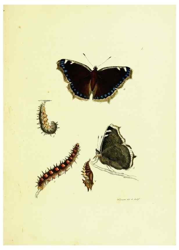 Reproducción/Reproduction 9685827261: The papilios of Great Britain,. London,Printed for J. Johnson,1795.