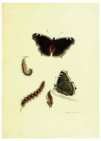 Reproducción/Reproduction 9685827261: The papilios of Great Britain,. London,Printed for J. Johnson,1795.
