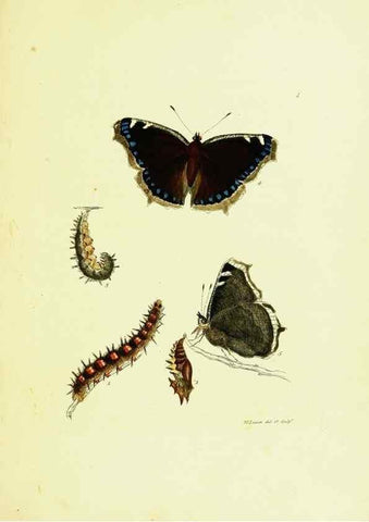 Reproducción/Reproduction 9685827261: The papilios of Great Britain,. London,Printed for J. Johnson,1795.