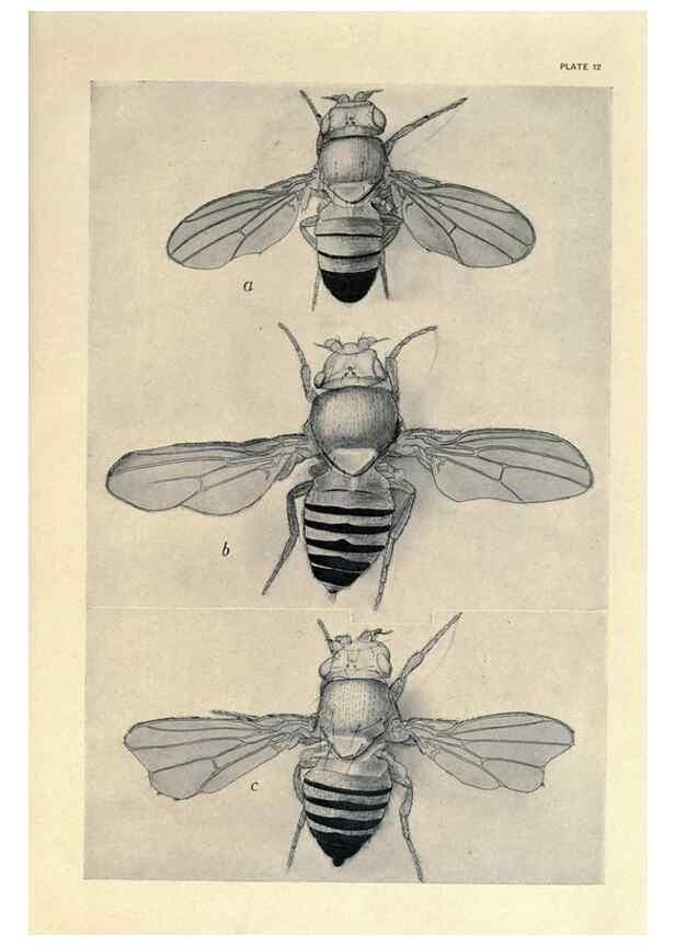 Reproducción/Reproduction 9684915379: Contributions to the genetics of Drosophila melanogaster .... Washington,Carnegie Institution of Washington,1919.