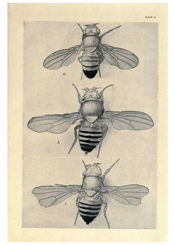 Reproducción/Reproduction 9684915379: Contributions to the genetics of Drosophila melanogaster .... Washington,Carnegie Institution of Washington,1919.