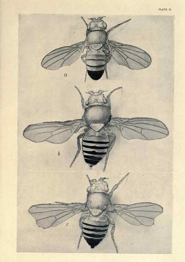 Reproducción/Reproduction 9684915379: Contributions to the genetics of Drosophila melanogaster .... Washington,Carnegie Institution of Washington,1919.