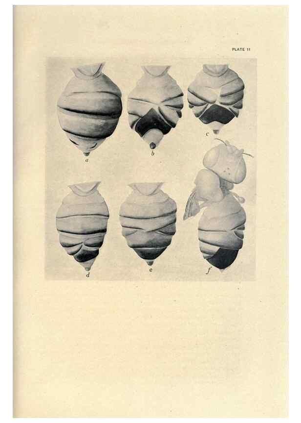Reproducción/Reproduction 9684914147: Contributions to the genetics of Drosophila melanogaster .... Washington,Carnegie Institution of Washington,1919.