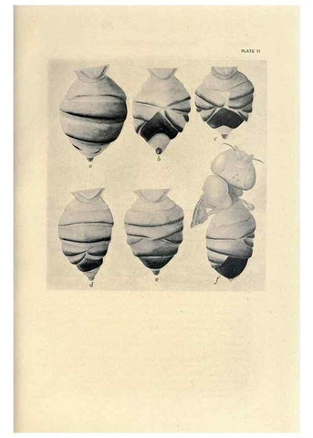 Reproducción/Reproduction 9684914147: Contributions to the genetics of Drosophila melanogaster .... Washington,Carnegie Institution of Washington,1919.
