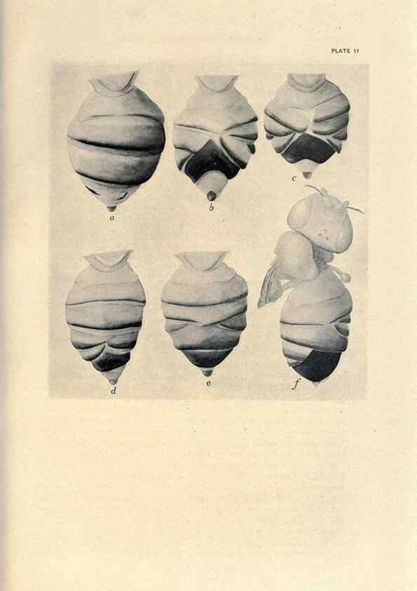 Reproducción/Reproduction 9684914147: Contributions to the genetics of Drosophila melanogaster .... Washington,Carnegie Institution of Washington,1919.