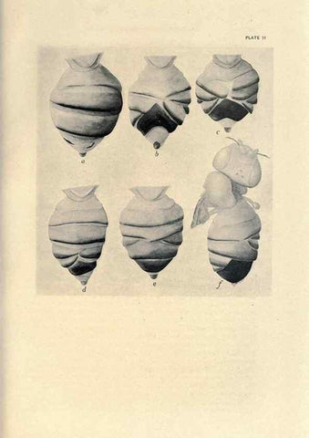 Reproducción/Reproduction 9684914147: Contributions to the genetics of Drosophila melanogaster .... Washington,Carnegie Institution of Washington,1919.