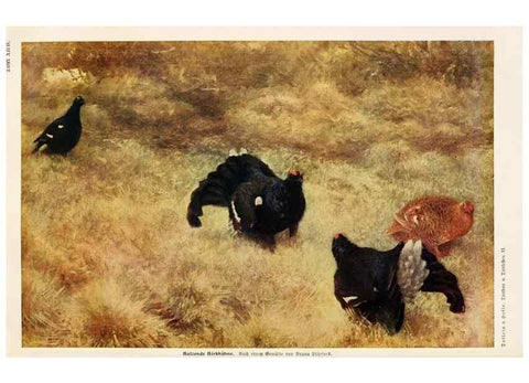 Reproducción/Reproduction 9680203758: Tierbau und tierleben in ihrem zusammenhang betrachtet. Leipzig, und BerlinB. G. Teubner,1910-14.