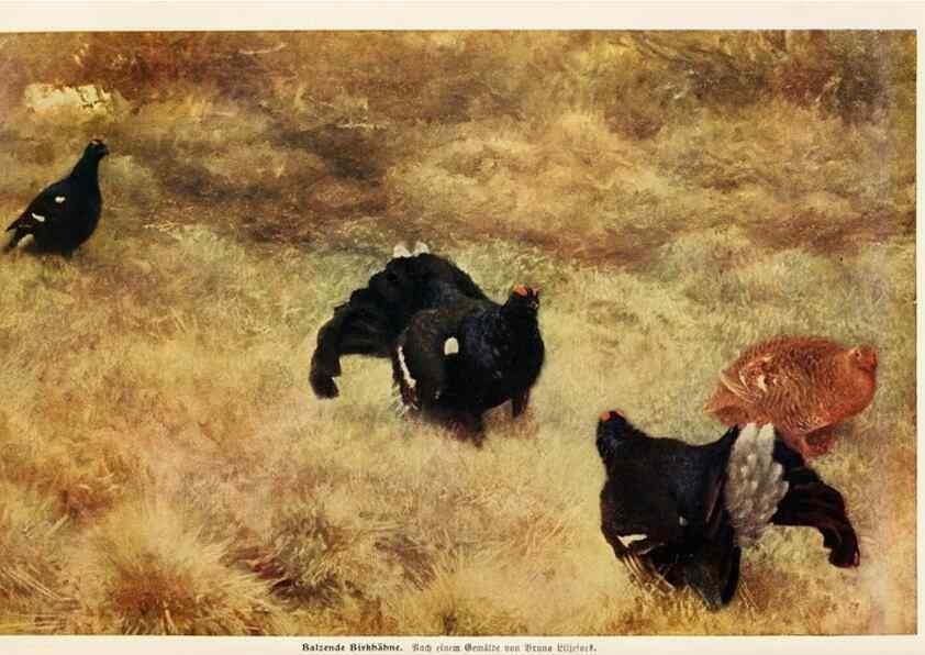 Reproducción/Reproduction 9680203758: Tierbau und tierleben in ihrem zusammenhang betrachtet. Leipzig, und BerlinB. G. Teubner,1910-14.
